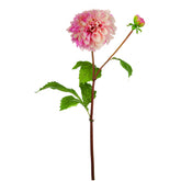 Dahlia BONNIE